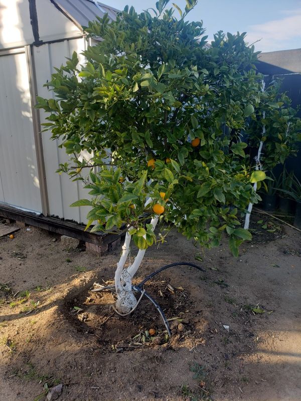 Lemon trees , mandarin trees , guava tree , grapefruit tree . Mature