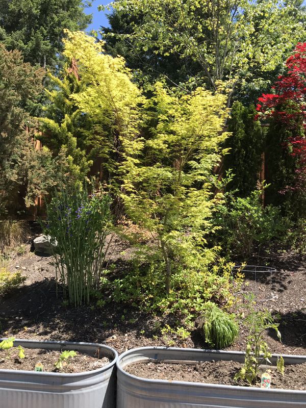 4 Mature Japanese Maple Trees FOR SALE for Sale in Maple Valley, WA