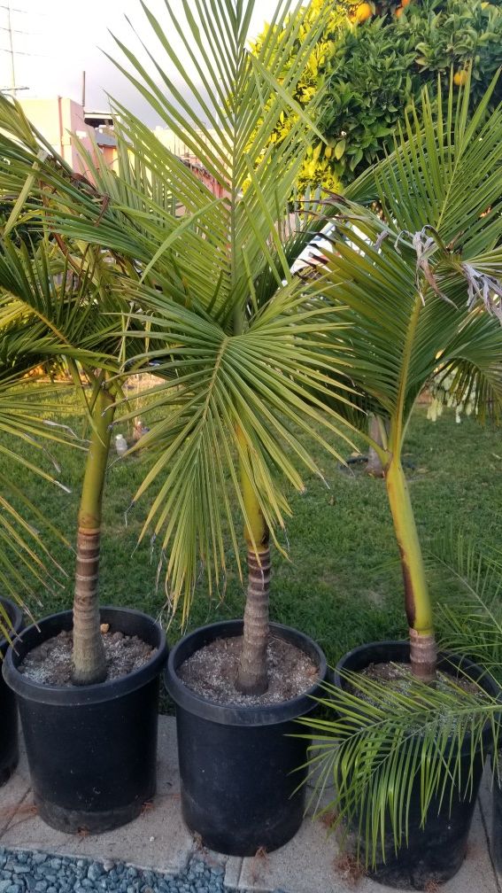 King palm trees 15gal 20 gal for Sale in San Diego, CA - OfferUp