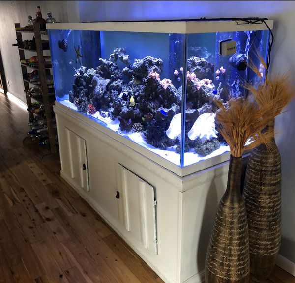 250 Gallon Saltwater Fish Tank for Sale in Hollywood, FL ...