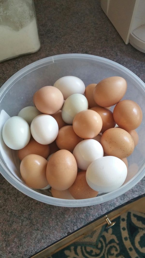 Farm Fresh Organic Chicken Eggs for Sale in Orlando, FL OfferUp