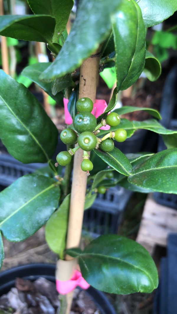 Kaffir Thai Lime Trees! for Sale in Des Moines, WA - OfferUp