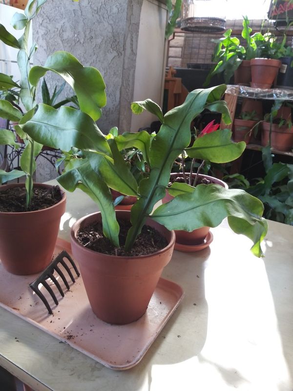 "Christ in a Manger"Queen of the Night Epiphyllum Night Blooming Cereus for Sale in Pico Rivera