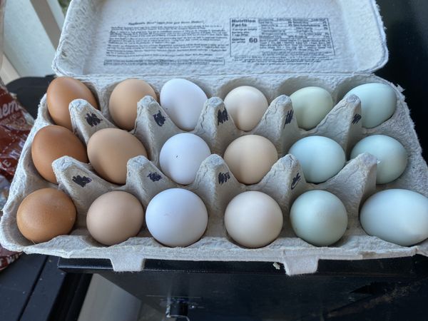 farm-fresh-free-range-eggs-for-sale-in-graham-wa-offerup