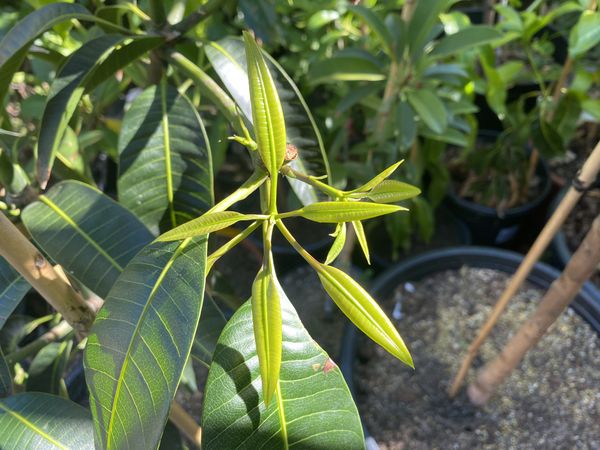 pickering-mango-tree-15-gallons-for-sale-in-el-monte-ca-offerup