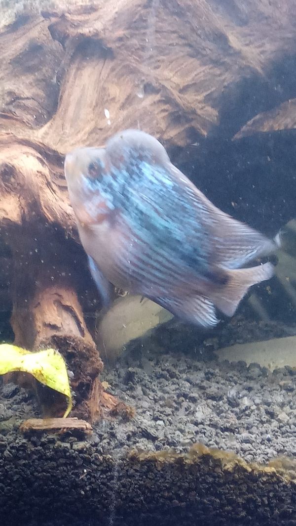 Tank Flowerhorn for Sale in Gladstone, OR OfferUp