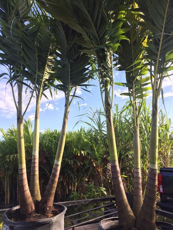 Triple Christmas palm trees for Sale in Pembroke Pines, FL OfferUp