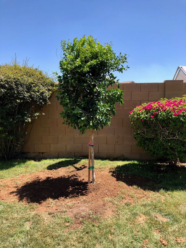 Indian laurel Ficus Trees 24 gallon for Sale in Mesa, AZ