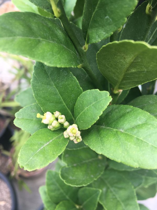 Dwarf Thornless Mexican Lime for Sale in Anaheim, CA - OfferUp