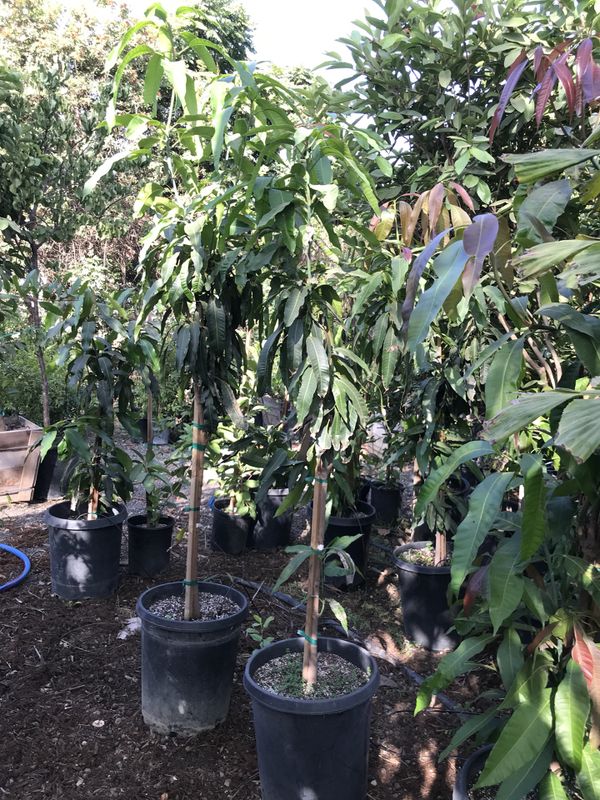 Mango tree in 15 gallon pot for Sale in Industry, CA - OfferUp