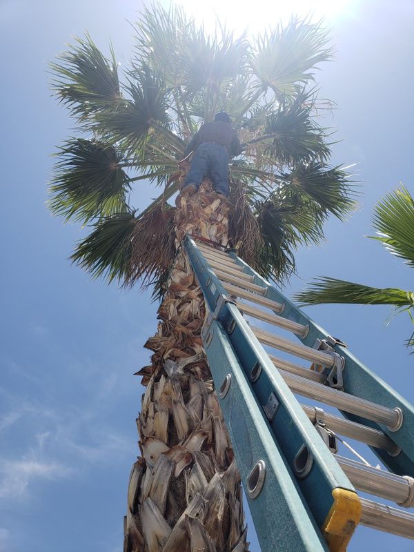 Trim palms trees for Sale in Surprise, AZ OfferUp