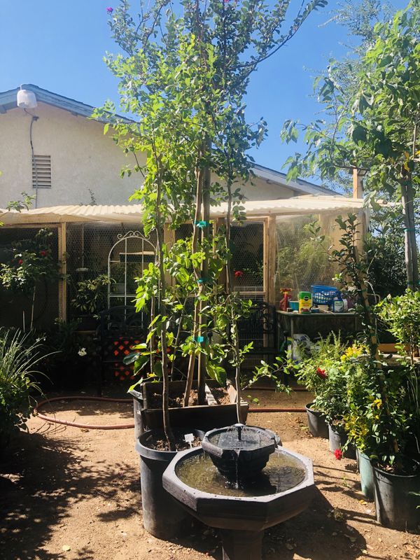 Jujube trees for Sale in Hesperia, CA OfferUp
