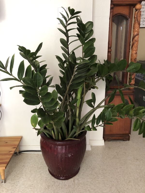 Beautiful large Zz plant plant) for Sale in