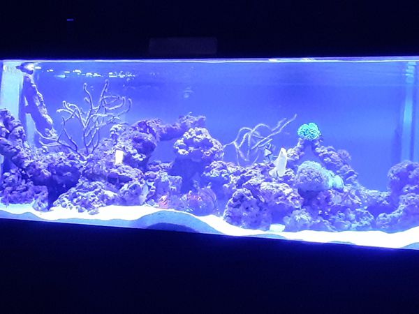Price reduced!! Fully established 165 gallon saltwater reef aquarium ...