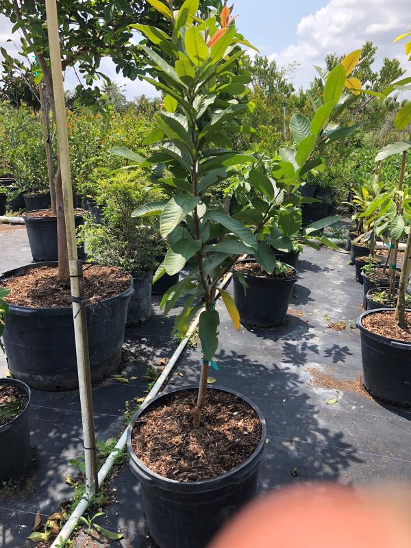 GUAVA FRUIT TREE FOR SALE 75.00 15 gl for Sale in Miami, FL OfferUp
