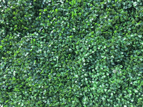 Artificial Boxwood green Hedge Photo backdrop Weddings 