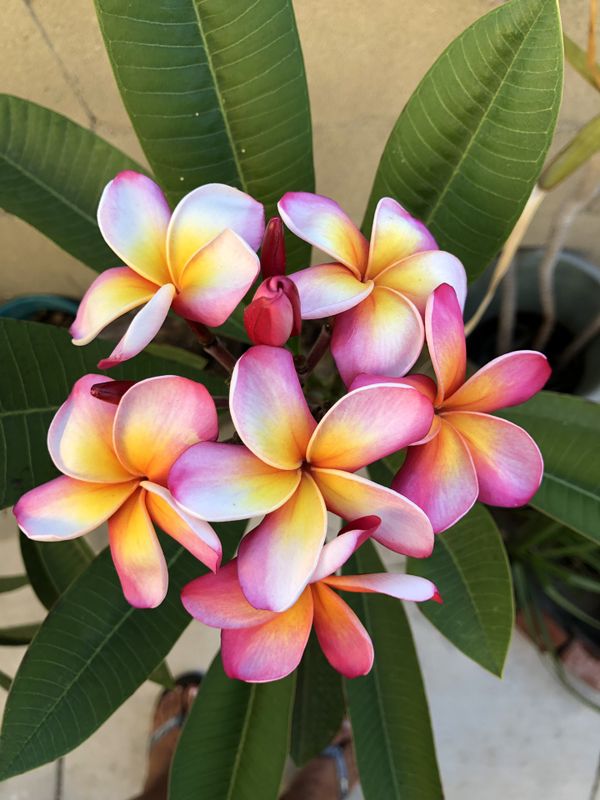 Very large, rooted rainbow plumerias for Sale in Pomona, CA OfferUp