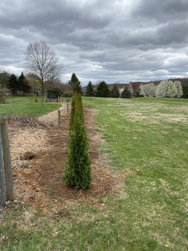 56ft Emerald Green Arborvitae 60/each delivered for