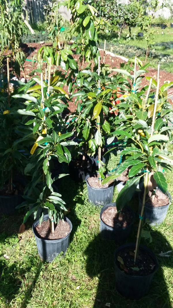 grafted avocado tree for sale