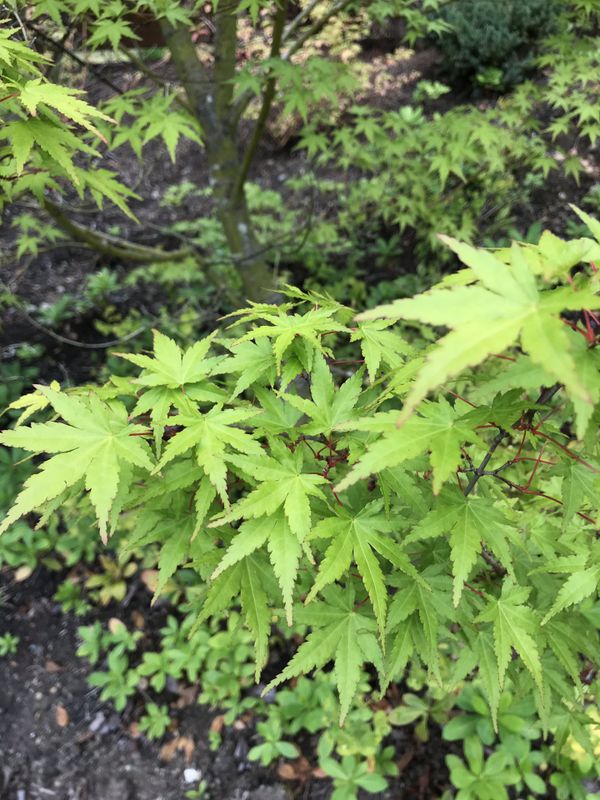 4 Mature Japanese Maple Trees FOR SALE for Sale in Maple Valley, WA