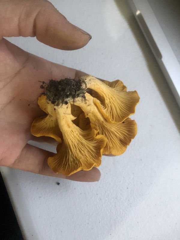 Fresh Chanterelle mushroom for Sale in E FAYETTEVLLE, NC OfferUp