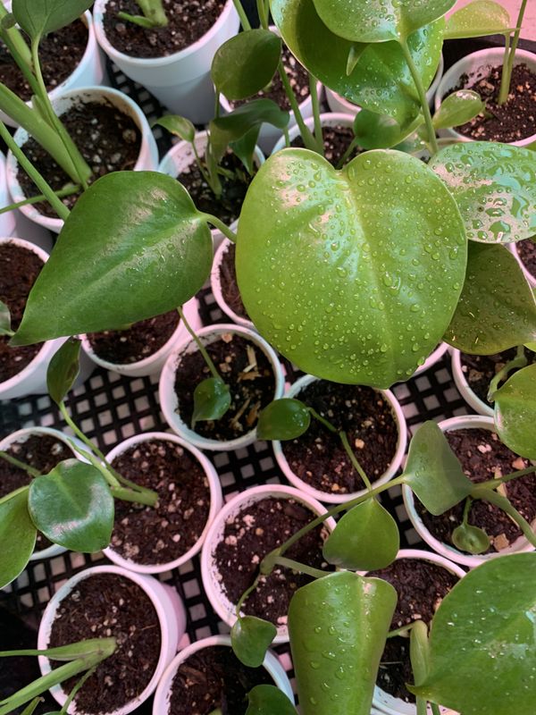 Baby Monstera Deliciosa (Swiss cheese plant) for Sale in