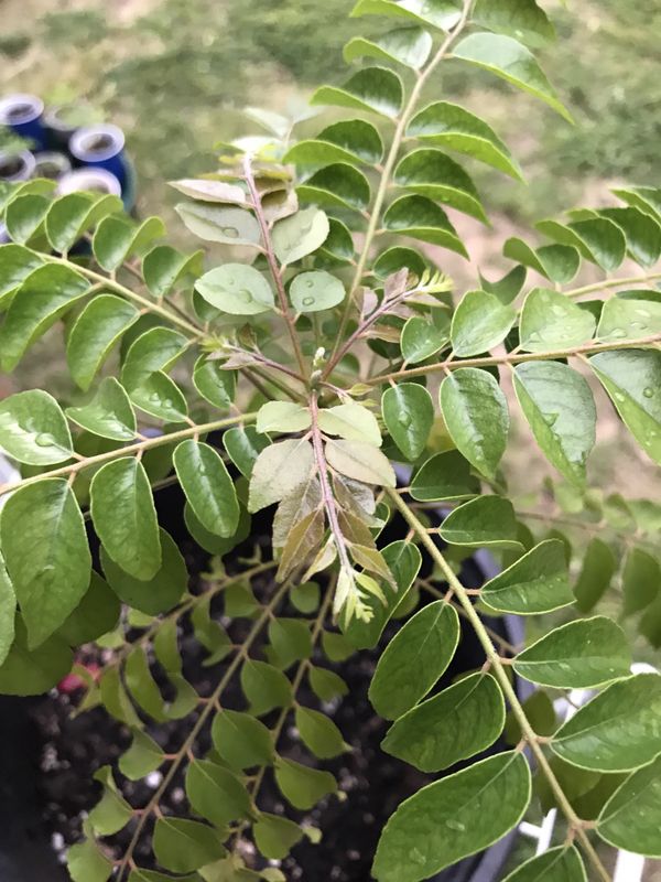 Large Indian curry leaf plant for Sale in Irving, TX OfferUp