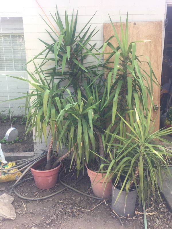 Free mature yucca plants (3 ct) 4’7’ for Sale in Mesa, AZ OfferUp