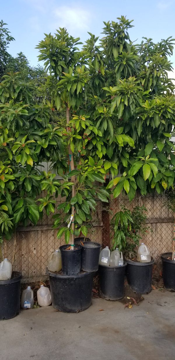 Avocado trees (Reed) & Mango for Sale in Irwindale, CA ...