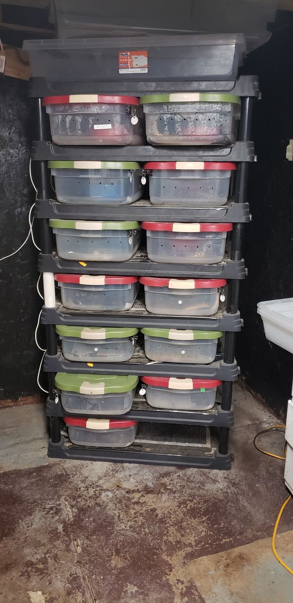 Reptile rack for Sale in Cleveland, OH OfferUp
