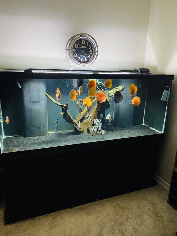 210 Gallon Fish Tank And 75 Gallon Setup For Sale In Elmhurst IL OfferUp 210-gallon-fish-tank-and-75-gallon-setup-for-sale-in-elmhurst-il-offerup