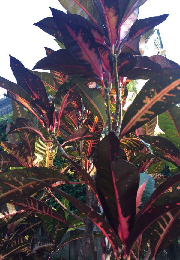 Mature Petra Croton Plant for Sale in Chicago, IL OfferUp