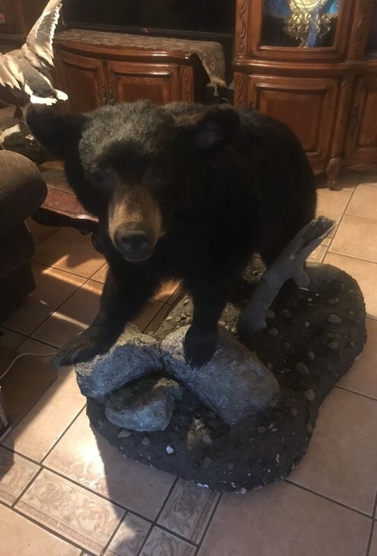 black bear taxidermy for sale