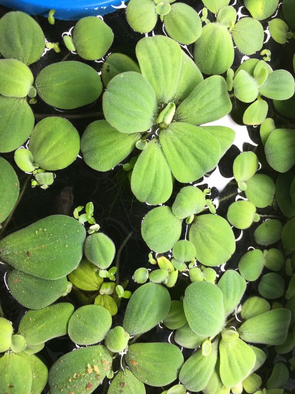 Dwarf Water Lettuce Aquarium Plants For Sale In Graham WA OfferUp