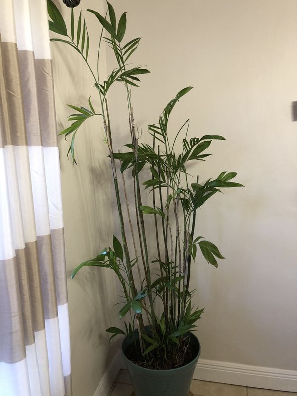 Real 6ft tall bamboo indoor plant for Sale in Homestead, FL - OfferUp