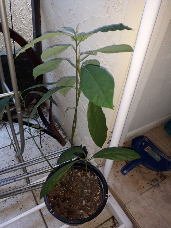 Baby avocado tree for Sale in Orlando, FL OfferUp