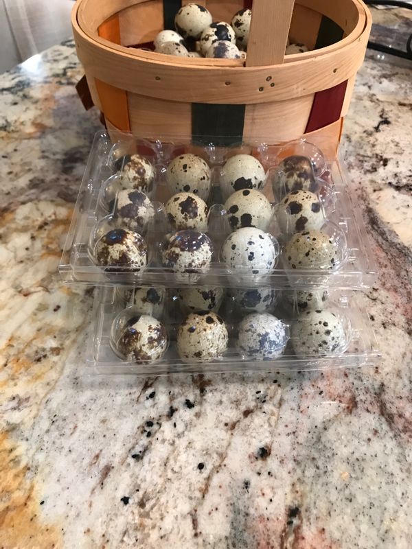 Quail Eggs for hatching ( two dozen) for Sale in Vero Beach, FL OfferUp