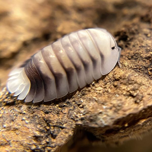 Terrarium, Vivarium, Bioactive, Isopods for Sale in Olympia, WA OfferUp