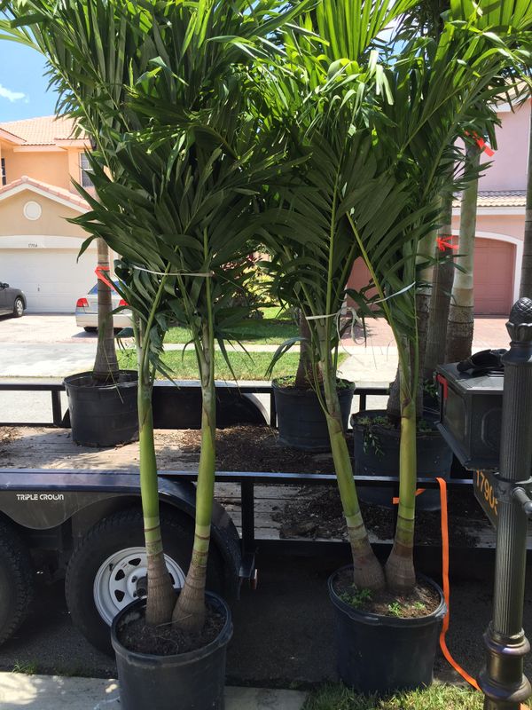 Christmas palms (triple palm trees) for Sale in Southwest Ranches, FL ...