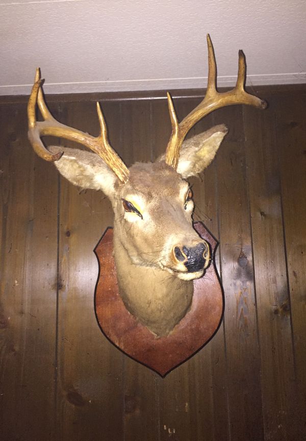 stuffed mounted deer head