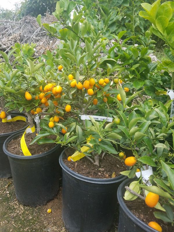 KUMQUAT TREES CALAMONDIN TREES GRAPEFRUIT TREES POMELO TREES LIME