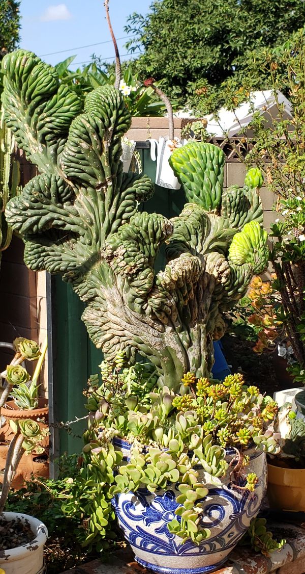 san pedro cactus for sale san pedro cactus for sale