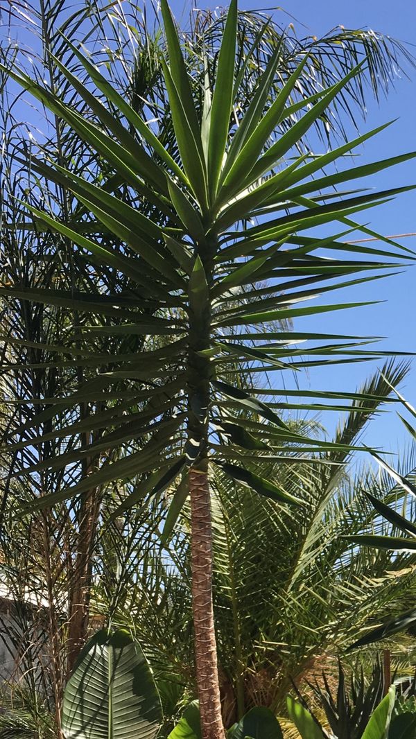 Queen Palm Trees 20 Gallons 95, 15 Gallons 59, Pigmy Dates, Sago