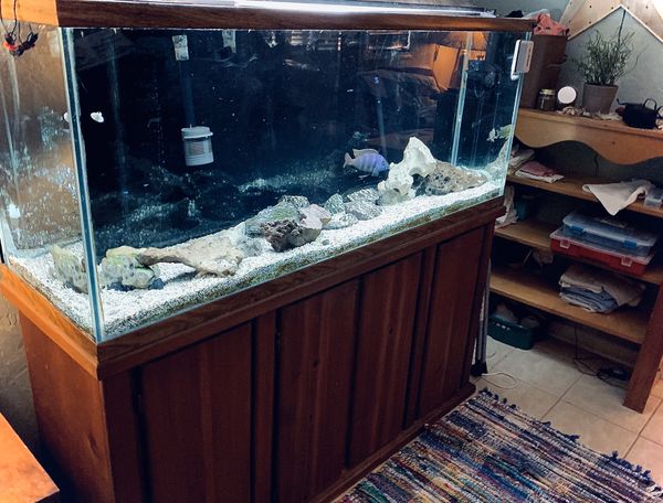 110 Gallon Oceanic Aquarium for Sale in Gainesville, FL - 7f3f2b21b187492185e1797087897147