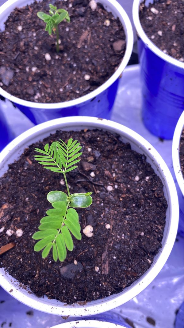 Mimosa tree. Sensitive plant. Mimosa hostilis for Sale in Gaithersburg