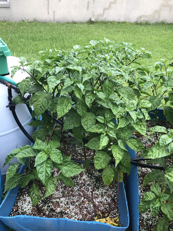 carolina reaper vs ghost pepper carolina reaper vs ghost pepper