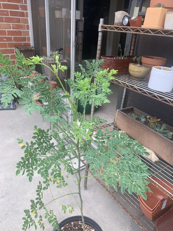Moringa Tree for Sale in Garden Grove, CA OfferUp