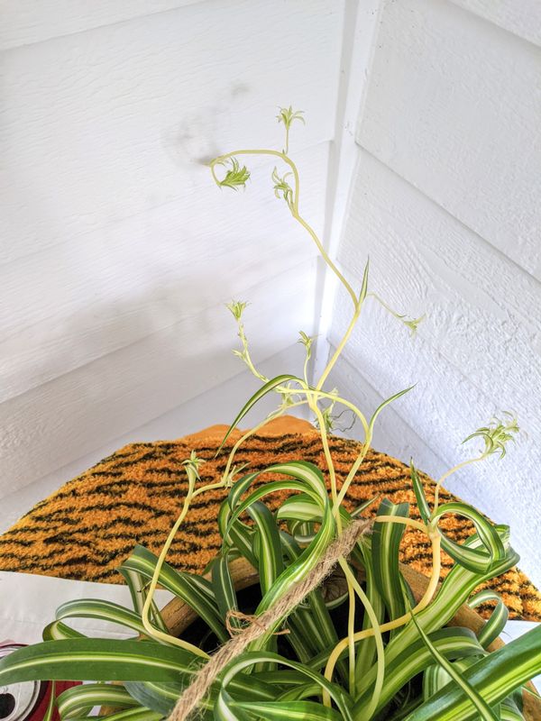 Large Spider Plants in Hanging Ceramic Planter PotReal Indoor House Plant for Sale in Auburn