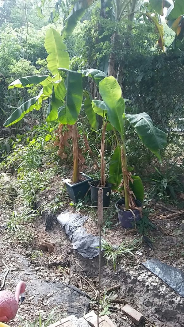 Banana Trees that produce Bananas for Sale in Houston, TX OfferUp