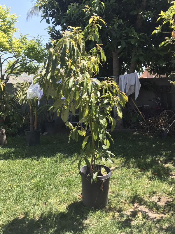 Avocado Tree for Sale in Anaheim, CA OfferUp